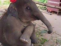 صور اسد خلفيات اقوى الاسود animals beautiful animals cute animals