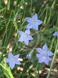 Image result for Wahlenbergia capitata
