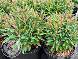 Image result for Euphorbia espinosa