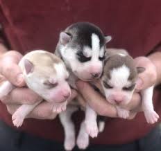 These fluffy, playful siberian husky puppies are a versatile working class spitz breed which makes a great family pet! Siberian Husky Puppies For Sale Tennessee Siberian Husky Puppies