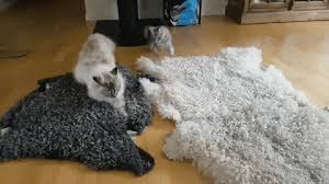 I need help with my cat pooping in house. Why Does My Cat Get The Zoomies After Pooping Meowingtons