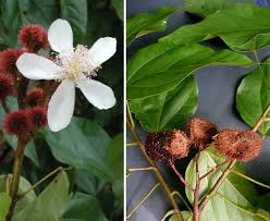 Image result for Bixa orellana