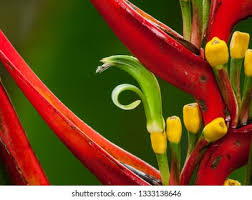 Image result for Pentas schumanniana