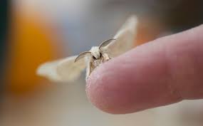I found a pure white moth! White Moth Meaning And Symbolism