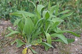 Image result for Plantago