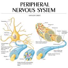 Image result for Peripheral Nervous System