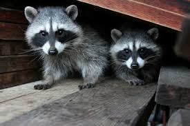 Economy termite and pest control, bloomington, indiana. Wildlife Control Home Exclusions J R Nuisance Wildlife Pest Control Inc