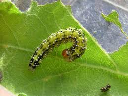 Image result for Polyploca ridens