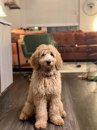 Goldendoodle size depends on the poodle parent's variant (standard, miniature, toy) resulting in f2b goldendoodle: Almost 5 Months Old Standard F1b Goldendoodles