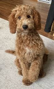 It's also free to list your available puppies and litters on our site. Irish Doodle Irish Doodle Mini Goldendoodle Puppies Goldendoodle Puppy