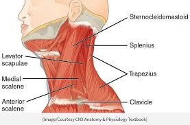 Human anatomy neck muscles ✅. Pin By Xinhui Su On Anatomy Muscles Of The Neck Neck Muscle Anatomy Neck Exercises