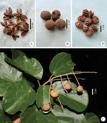 Image result for Carpodiptera africana