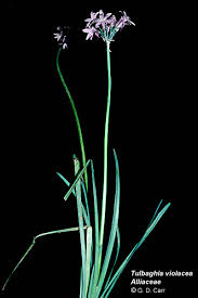 Image result for Alliaceae