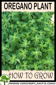 This plant is easy to take care of. Oregano Plant How To Grow Care