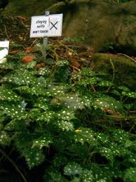 Image result for Laportea mooreana
