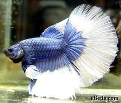Nature Lover Betta Fish Betta Fish Betta Fish