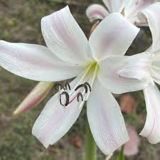 Image result for Crinum macowanii