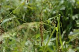 Image result for Oxyrhachis gracillima