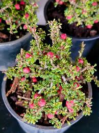 Image result for Cotoneaster microphyllus