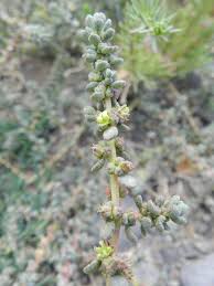 Image result for Celosia stuhlmanniana