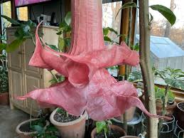 Image result for Christella gueinziana