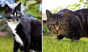 Check spelling or type a new query. How To Deter Cats From Coming Into Your Garden 8 Simple Tips To Keep Felines Out Express Co Uk