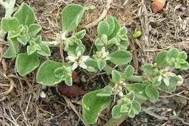Image result for Grewia pubescens