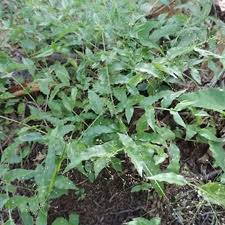 Image result for Panicum brevifolium