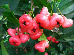 Chambakka A Bell Shaped Fruit Is Also Known As Rose Apple Water Apple Bell Fruit Wax Apple Love Apple Java Apple Mount Apple Roses Rose Plant Care Fruit