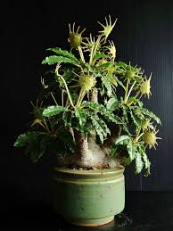 Image result for Dorstenia psilurus