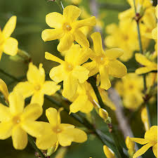 6ft Winter Jasmine 10l Pot Jasminium Nudiflorum 42 99 Winter jasmine is one of the earliest flowering plants to bloom, often in january. 6ft winter jasmine 10l pot jasminium nudiflorum
