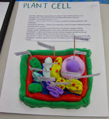 That plant and animal cells have similar features. 7th Grade Cell Project Bigsassysmurf Flickr