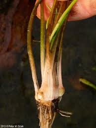 Image result for Isoetes alstonii
