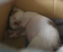 Fed the kittens with canine milk, but young kittens from a day to around three weeks of age require a lots of attention and nurturing. Is It Normal For A 2 Weeks Old Kitten To Be This Fucking Fat Kittens