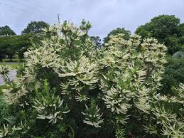 Image result for Triumfetta tenuipedunculata