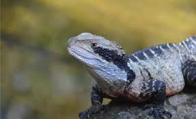 Sydney Wildlife Rescue | A Big Grey Lizard Has Laid Eggs In Our Gravel  Drive. Can We Shift Them?