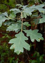 Image result for white oak leaf