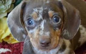 Free puppies and puppies for adoption on here come from world reknown breeders that are looking for homes that would adopt these puppies for free, be sure to scroll through our crate trained, knows basic commands, great off leash, comes back when. Dachshunds Unlimited Puppies By Hello In Ocala Fl Alignable