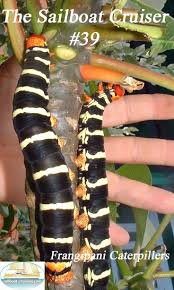 The Sailboat Cruiser Issue 39 Used Sailboats Cruisers Sailboat