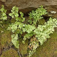 Image result for Samanea leptophylla