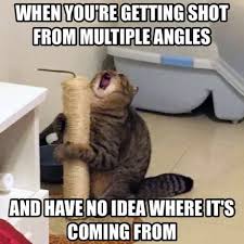 Fortnite Battle Royale Memes Funny 5 Funny Cat Memes Funny Animal Memes Funny Dog Memes