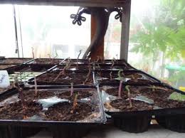 Image result for Leonotis myrothamnifolia