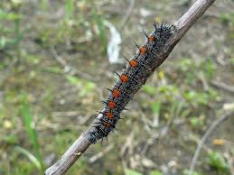 pin on animals kinda buggy