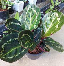 คล านกย ง calathea roseopicta linden regel medallion ในป 2021