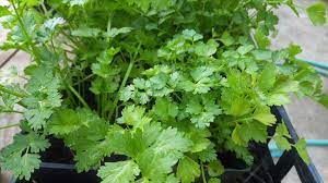 To store coriander seeds, cut off the seed heads when the plant begins to turn brown and put them in a paper bag. Growing Cilantro Indoors Coriander Dhaniya From Seed Gardening Tips
