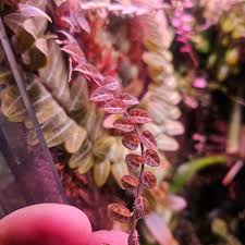 Image result for Solanum sp.no.2