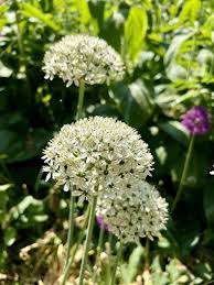 Image result for Alliaceae