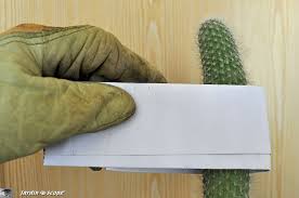 Sur les amortisseurs, la marque a remplacé les butées d'embrayage en plastique par des modèles hydrauliques. Quand Et Comment Rempoter Un Cactus Le Jardinoscope Cote Pratique Les Bons Gestes A Faire Au Jardin