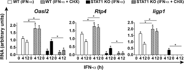Maybe you would like to learn more about one of these? Type I Interferon Regulated Gene Expression And Signaling In Murine Mixed Glial Cells Lacking Signal Transducers And Activators Of Transcription 1 Or 2 Or Interferon Regulatory Factor 9 Journal Of Biological Chemistry