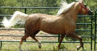Black And White Paint Horses For Sale In Texas Gelding Palomino Horses For Sale Palomino For Sale In Dallas Texas Horseclicks Horses Horses For Sale Palomino Horse For Sale